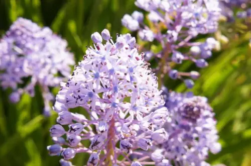 Amethyst Meadow Squill