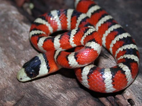 Arizona mountain king snake (Lampropeltis pyromelana)