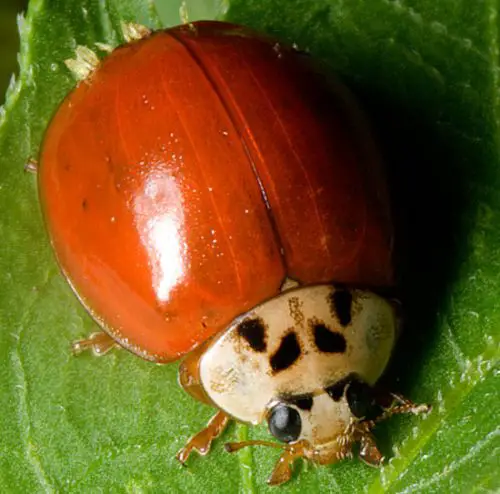 Asian Lady Beetle (Harmonia axyridis)