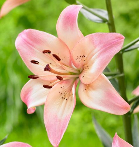 Asiatic Lily Rosella's Dream