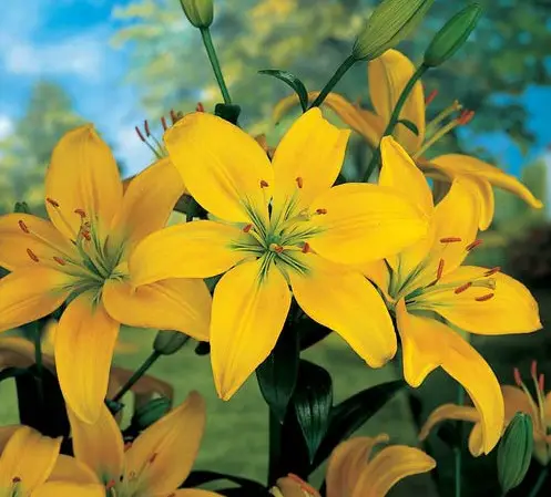 Asiatic Yellow Lily