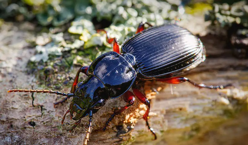 18 Types of Red Bugs with Black Spots and Pictures