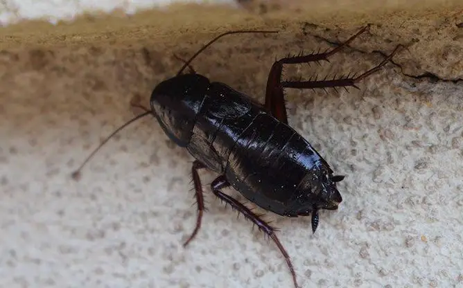 20 Tiny Black Bugs that Look Like Poppy Seeds - Own Yard Life