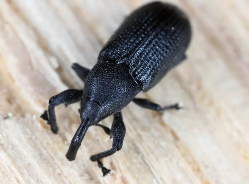 20-tiny-black-bugs-that-look-like-poppy-seeds-own-yard-life