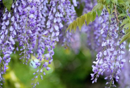 Blue Chinese Wisteria Tree