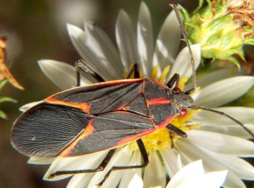Boxelder Bug (Boisea trivittata)