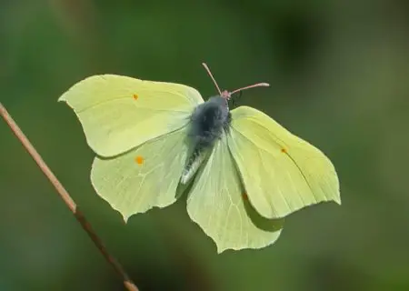 Butterflies of Italy