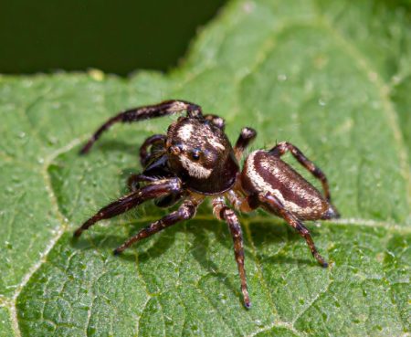 Spiders in Washington