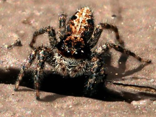 California Flattened Jumping Spider