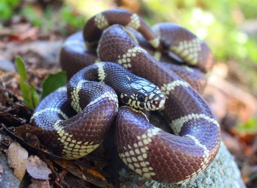 California king snake (Lampropeltis getula californiae)