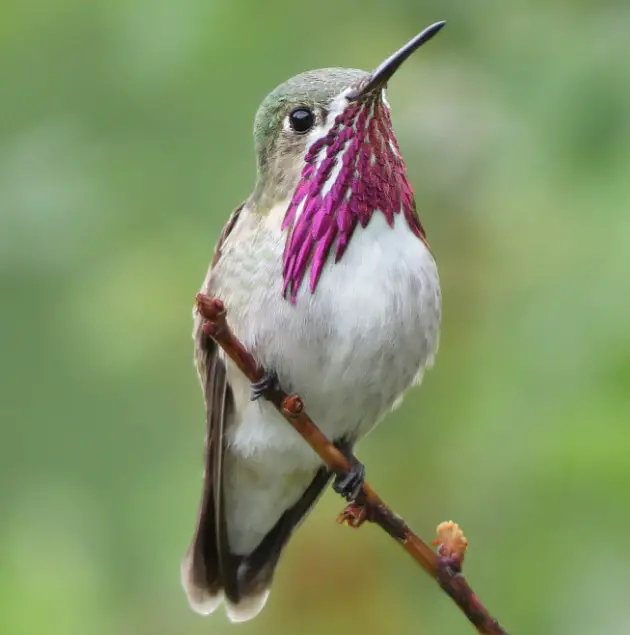 25 Small Birds With Long Beaks with Pictures - Own Yard Life