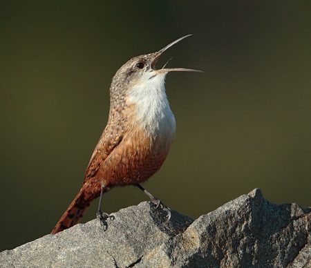 Small Birds With Long Beaks