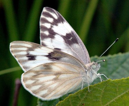 Butterflies of Missouri