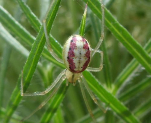 Common Candy-Striped Spider