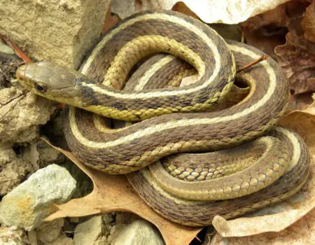 Water Snakes of Ohio