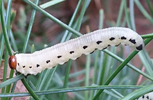 Common Pine Sawfly Caterpillar