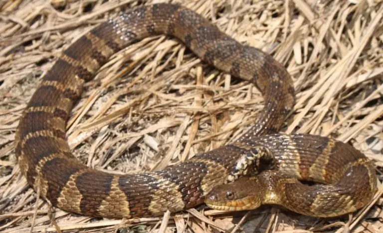 11 Common Water Snakes of Ohio with Pictures