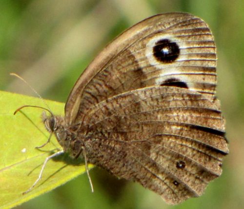 Common Wood-Nymph