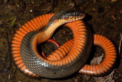 Copperbelly Water Snake