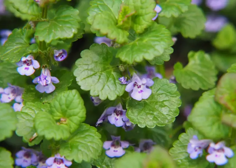 Types of Wildflowers