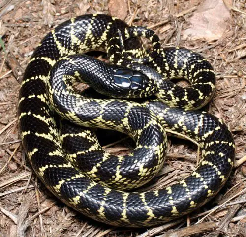 Desert king snake (Lampropeltis splendida)