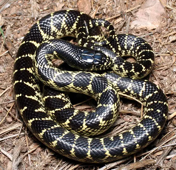 5 Types of King Snakes in Arizona with Pictures