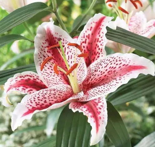 Dizzy Oriental Lily