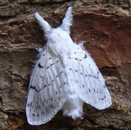 Montana Moths Furry