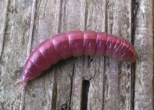 Drab Prominent Caterpillar