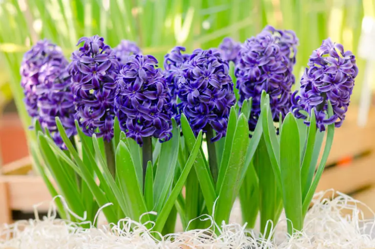 18 Types of Purple Bulb Flowers with Pictures - Own Yard Life