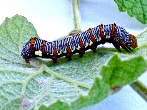 Eight-Spotted Forester Caterpillar