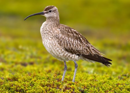 Shore Birds with a Curved Beak