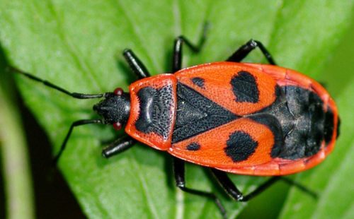 Firebug (Pyrrhocoris apterus)