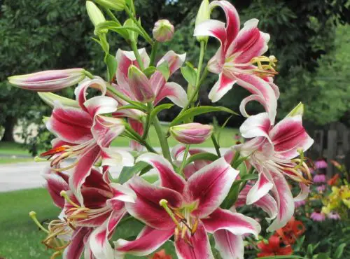 Flashpoint Oriental Trumpet Lily