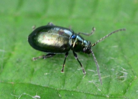 Tiny Black Bugs that Look Like Poppy Seeds