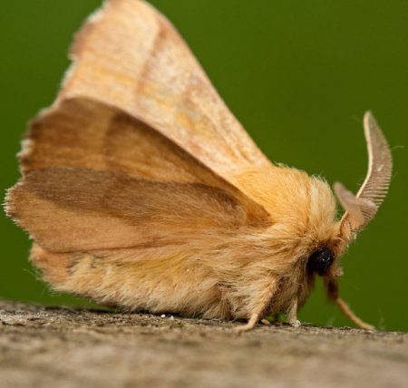 Forest Tent Caterpillar Moth