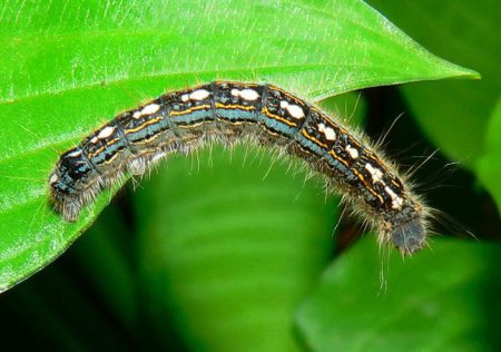 Forest Tent Caterpillars