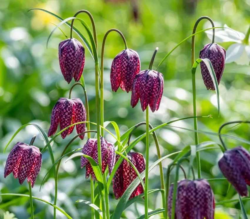 18 Types of Purple Bulb Flowers with Pictures - Own Yard Life