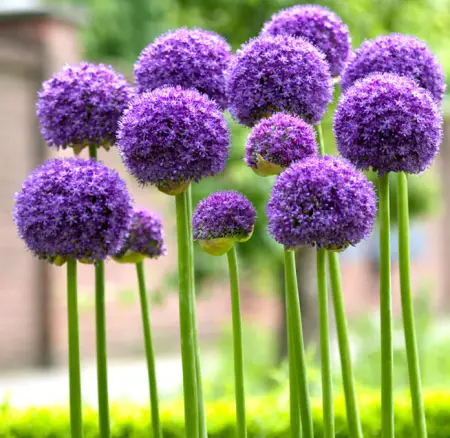 Purple Bulb Flowers