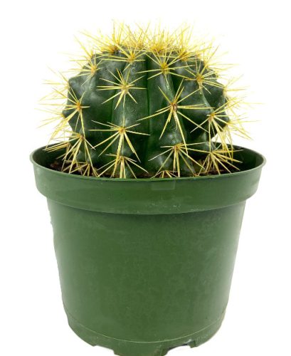 Golden Barrel Cactus (Echinocactus grusonii)