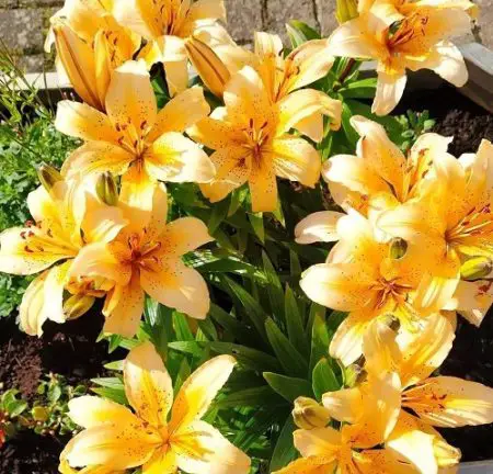 20 Types of Yellow Lily Flowers with Pictures - Own Yard Life