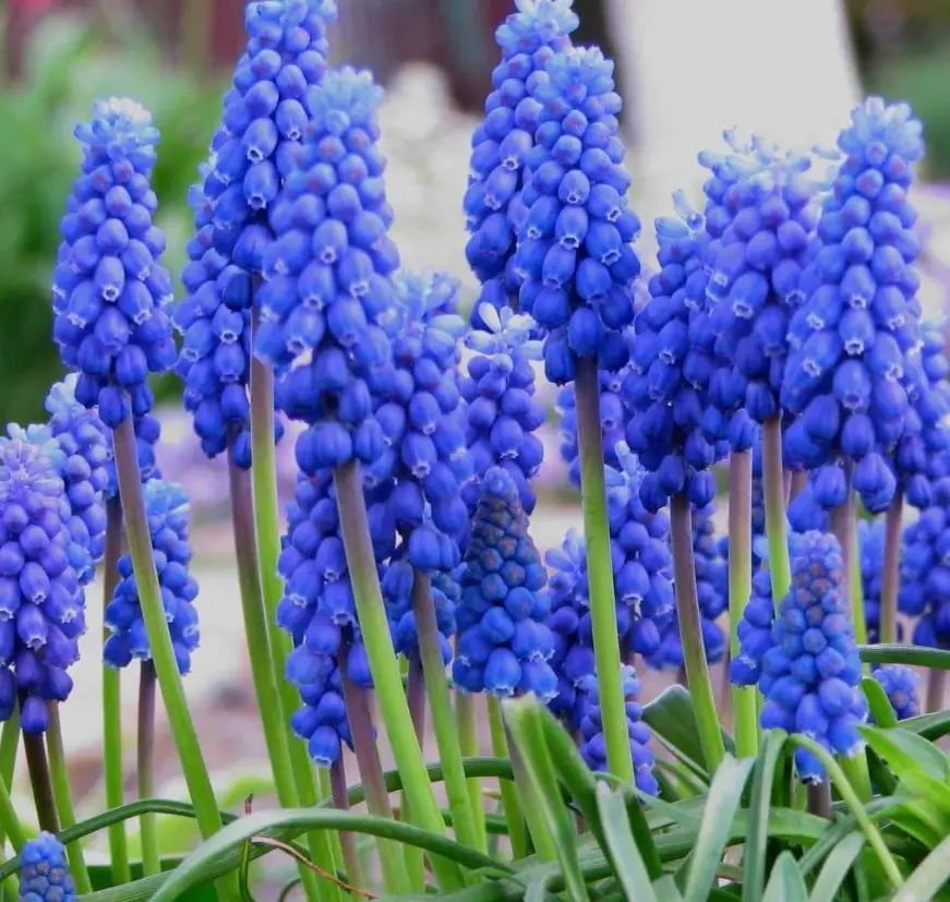 18 Types of Purple Bulb Flowers with Pictures - Own Yard Life