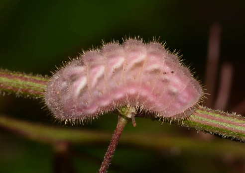 Gray Hairstreak Caterpillar