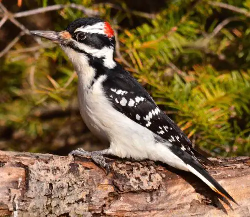 Woodpeckers in Arkansas 