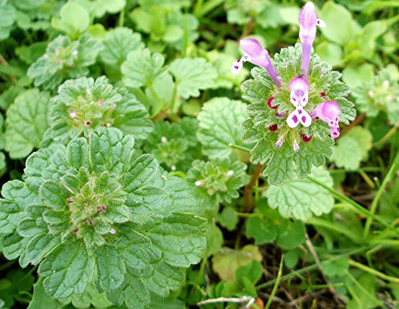 Small Purple Flowers