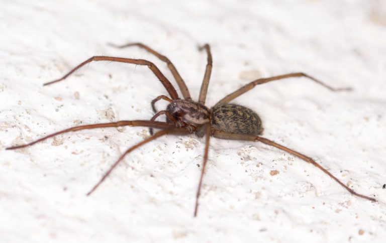 30 Types of Spiders in Washington with Pictures