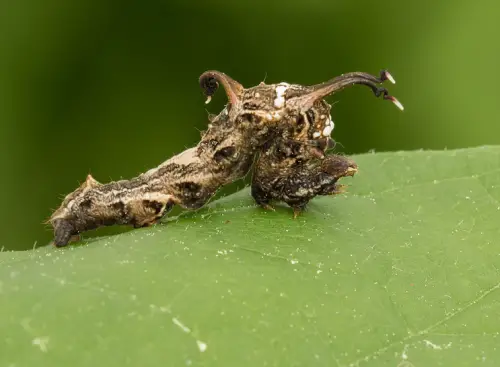 Horned Spanworm Moth caterpillar
