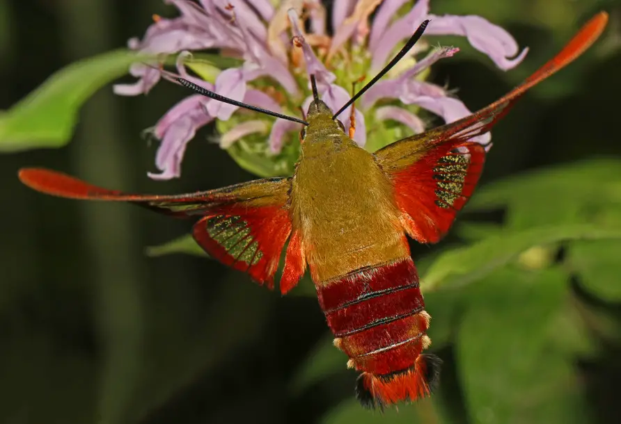 27 Types of Moths of New York with Pictures - Own Yard Life