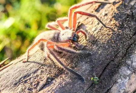 Huntsman Spider in Florida