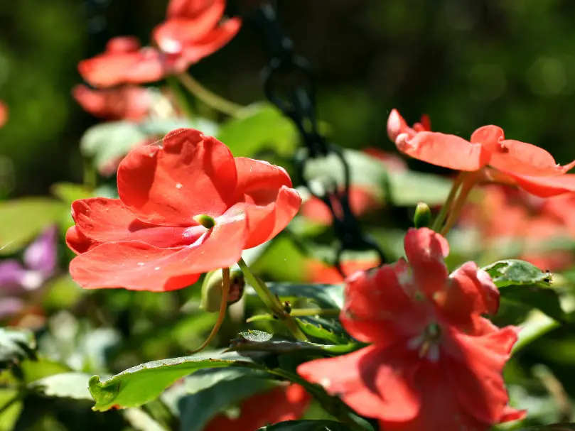 Flowers That Are Safe for Cats